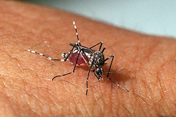 Casos de dengue em MT aumentam 121% em 11 dias e estado registra mais de 4 mil