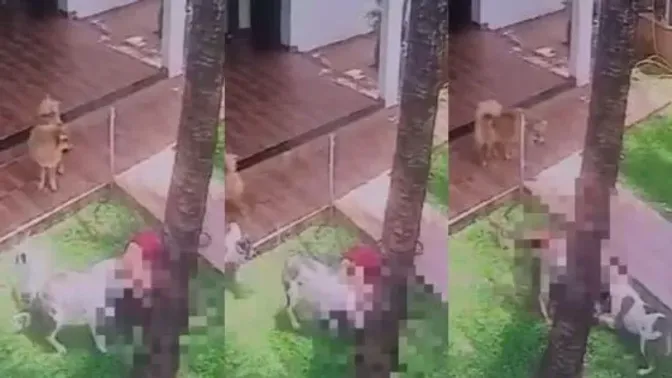 Mulher tem orelha arrancada em ataque de pitbull em MT