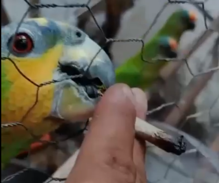 Homem que dava maconha a papagaio é preso por maus-tratos e venda ilegal de animais em MT