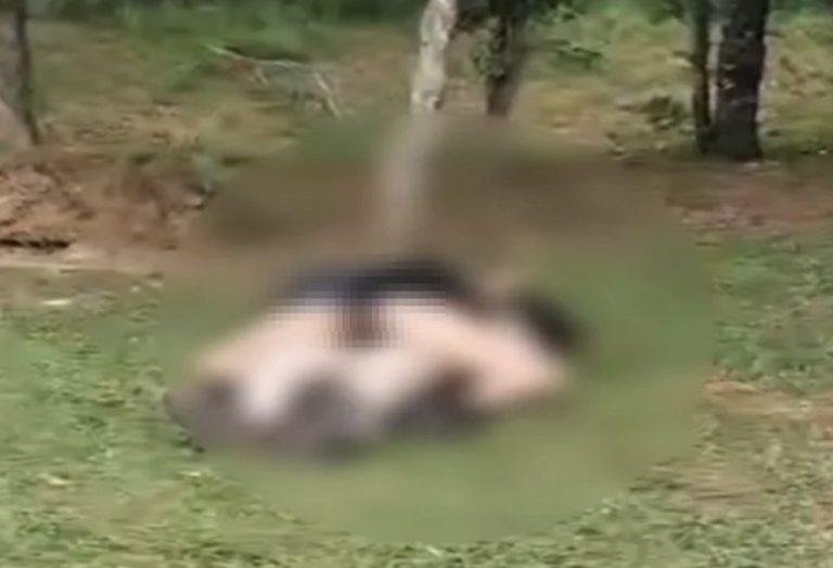 Momento íntimo em parque revolta famílias e Guarda Municipal é chamada. 