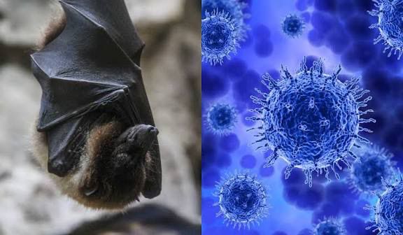 Mundo mantém atenção sobre o vírus NIPAH após dados preocupantes na Ásia.