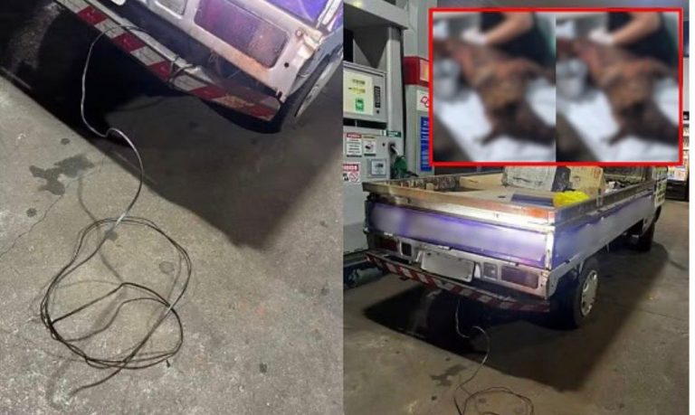 Homem amarra cachorra prenha em caminhonete e a arrasta até a morte; vídeo