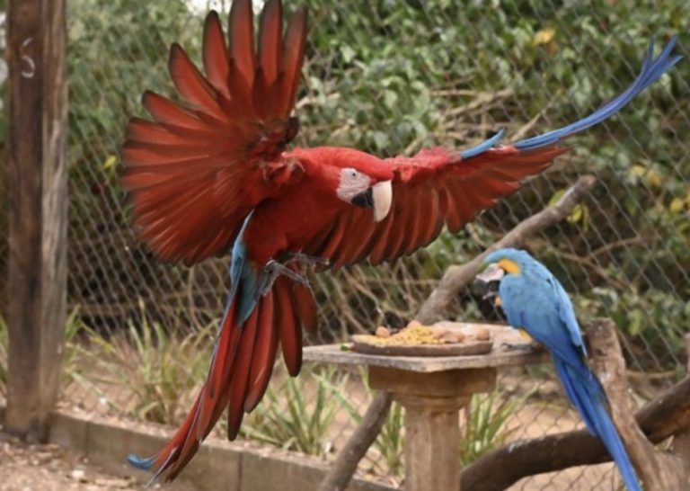Você pode ser voluntário para cuidar de animais feridos que não podem voltar à natureza em MT; saiba como.