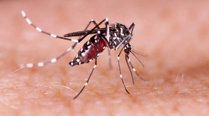 Com mais de 20 mil casos, sequelas da chikungunya provocam onda de afastamento de trabalhadores em MT