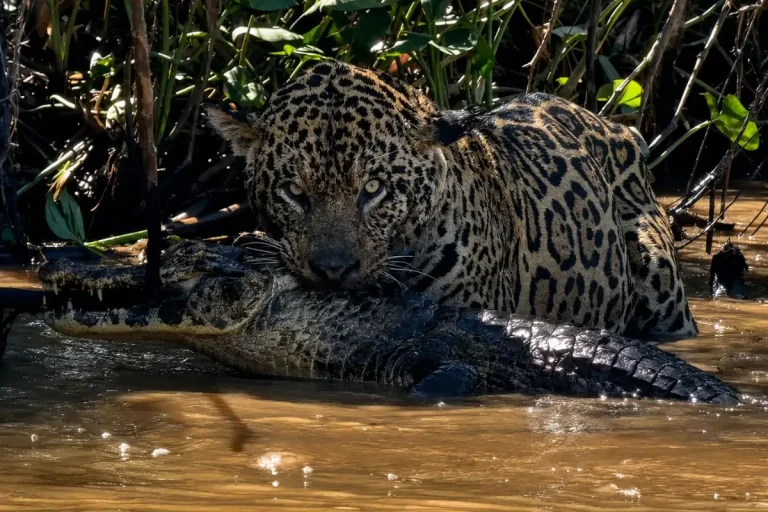 Onça-pintada encara turistas durante caçada no Pantanal