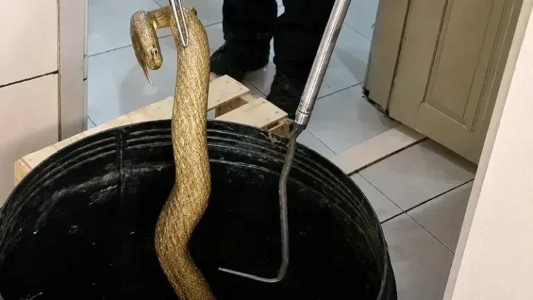 Professora encontra sucuri dentro de vaso sanitário em escola; bombeiros fazem resgate; veja vídeo